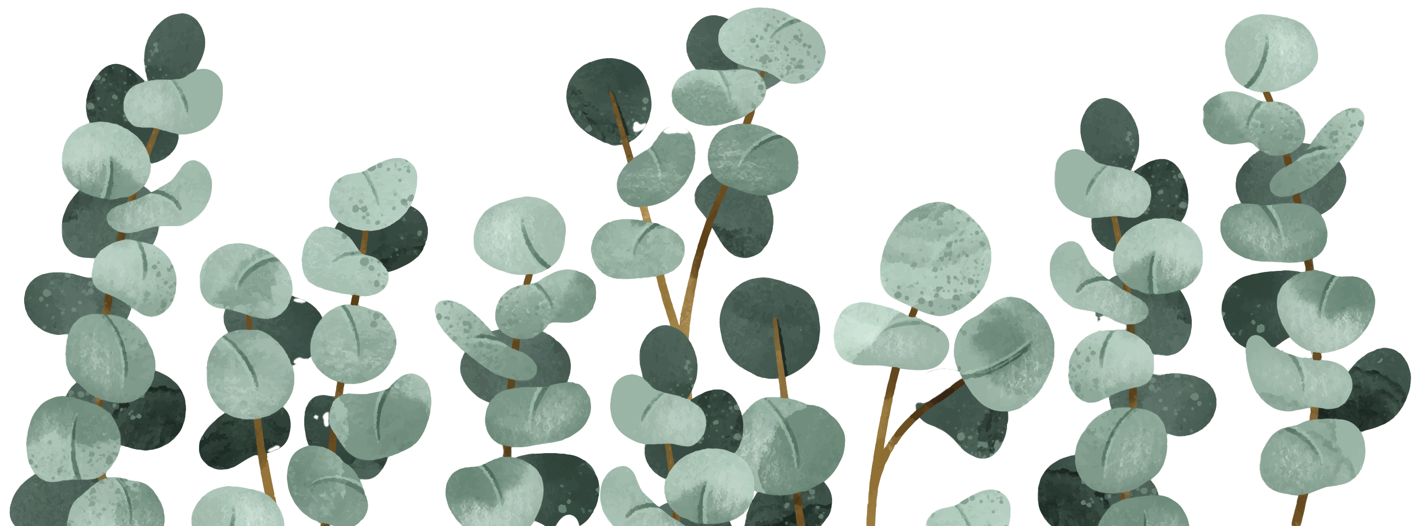 Eucalyptus Leaves (Duplicate)